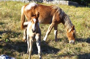 “A Cavallo sulla Pietra Serena” Quarta Edizione – Pietra Serena Calamini Urbano